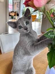 Russian Blue cat breeder in Florida