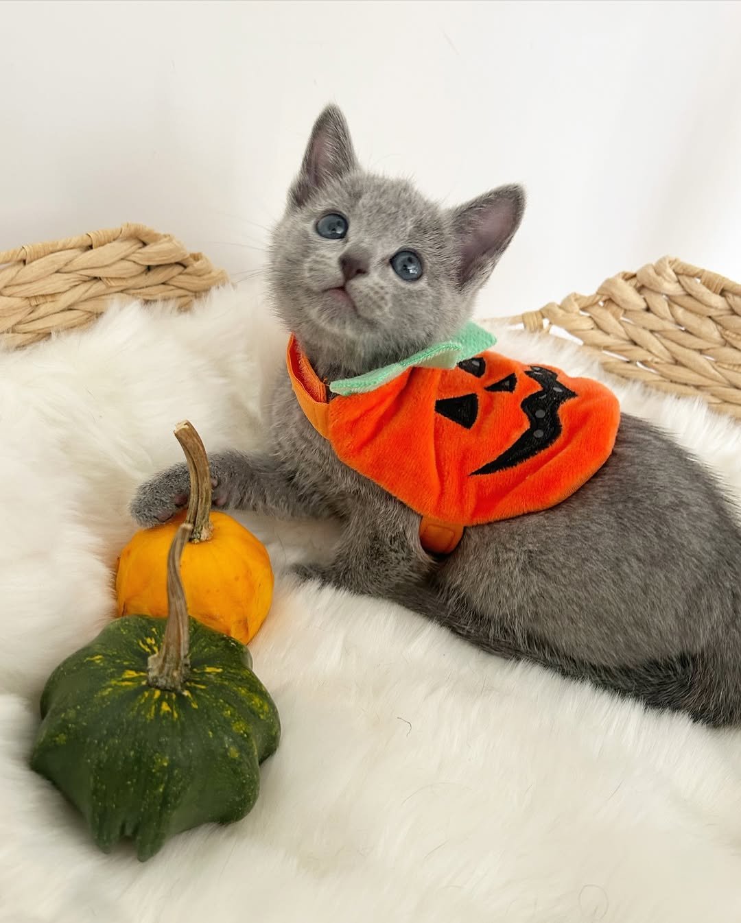 Russian Blue kitten Bella