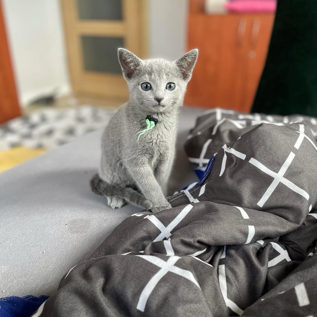 Russian Blue kitten Oliver