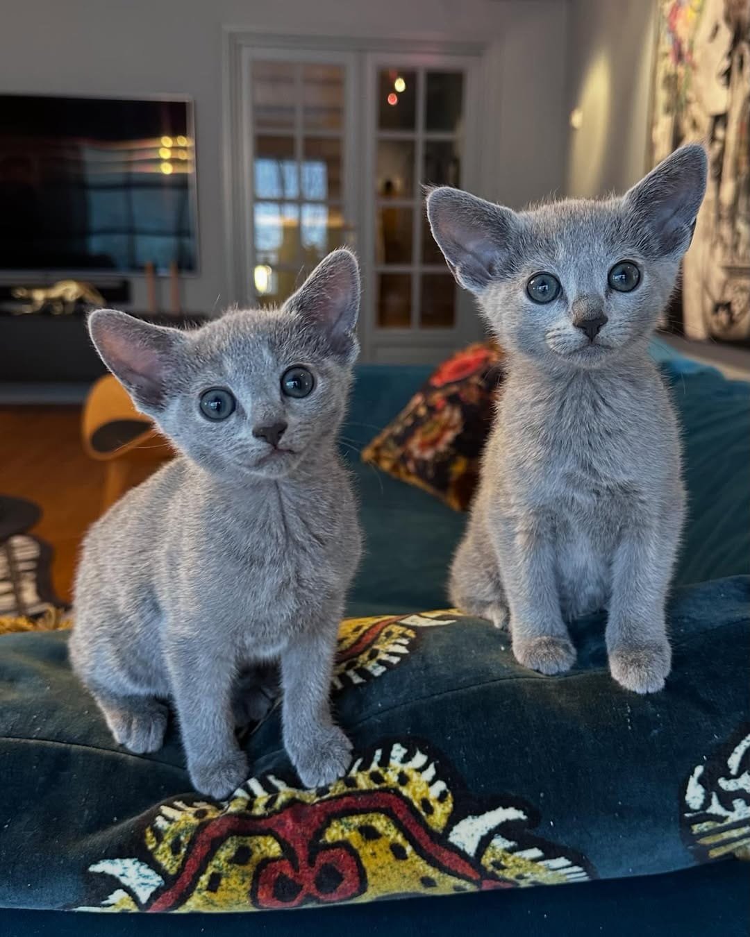 Russian Blue kittens Stella & Mia - Bonded Pair