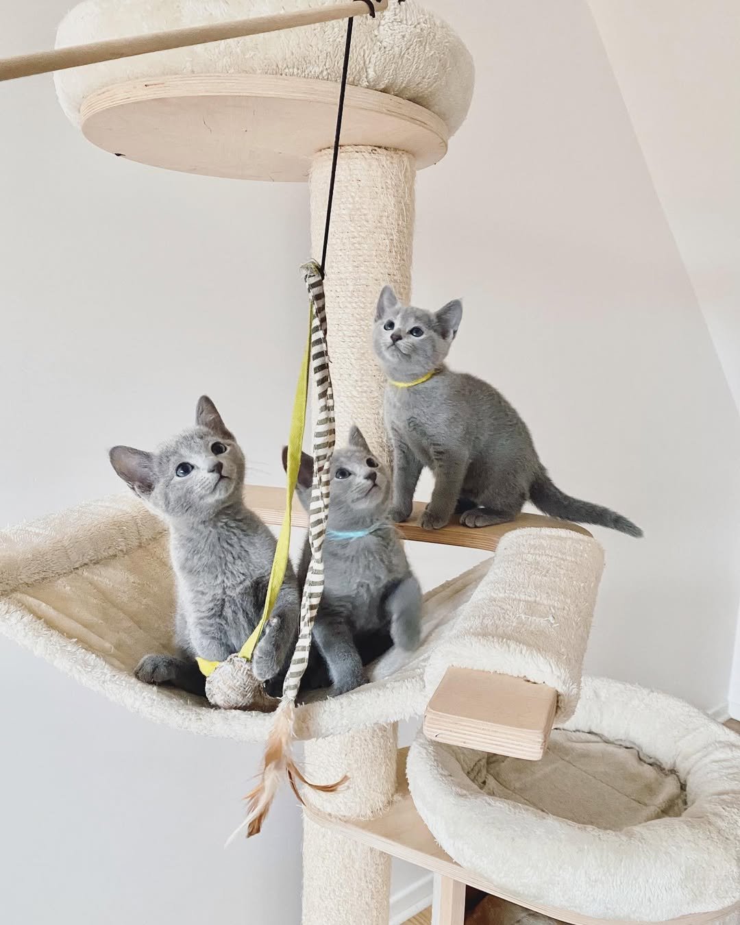 Adorable Russian Blue kitten with emerald green eyes