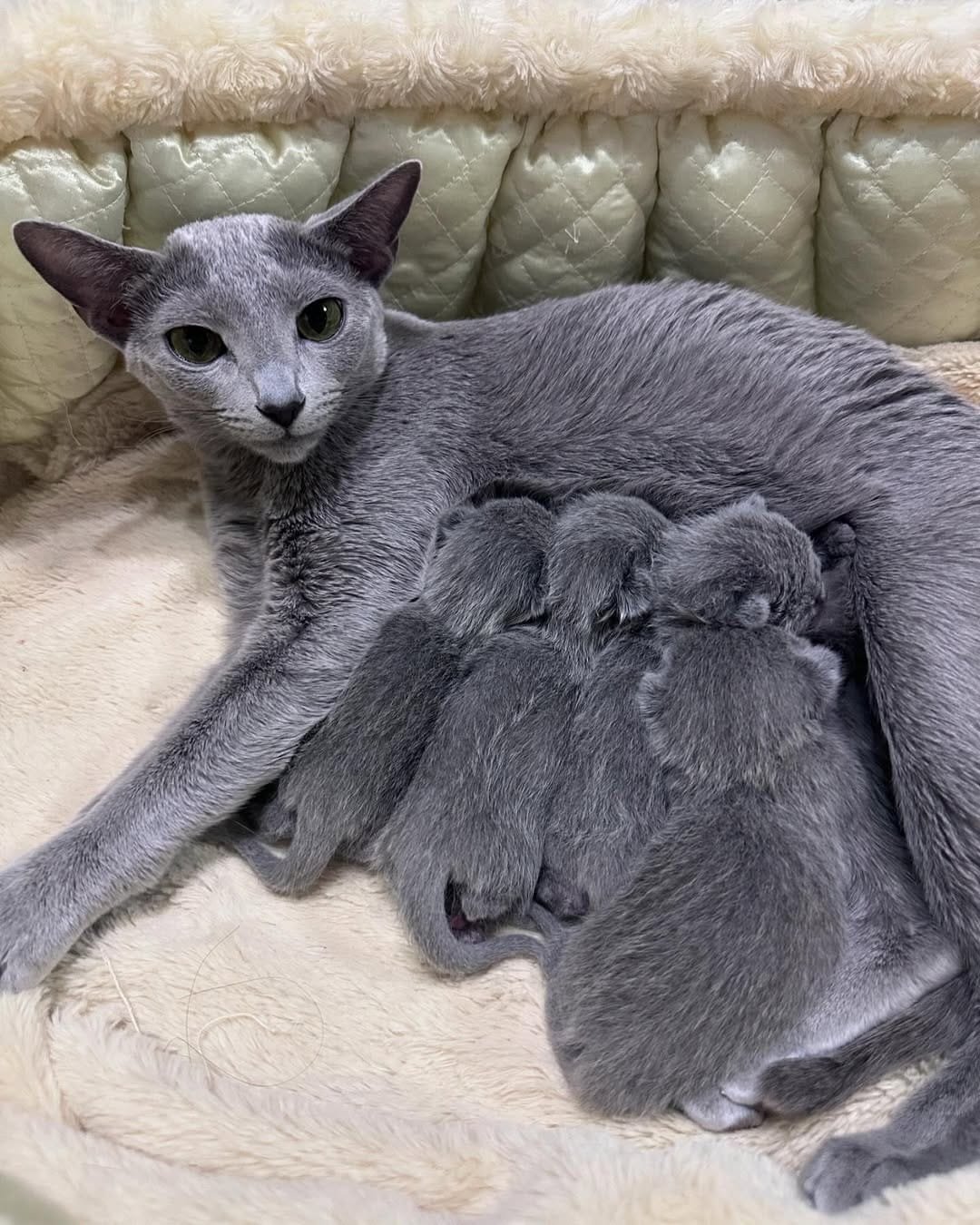 Russian Blue kitten showcasing the breed's distinctive features